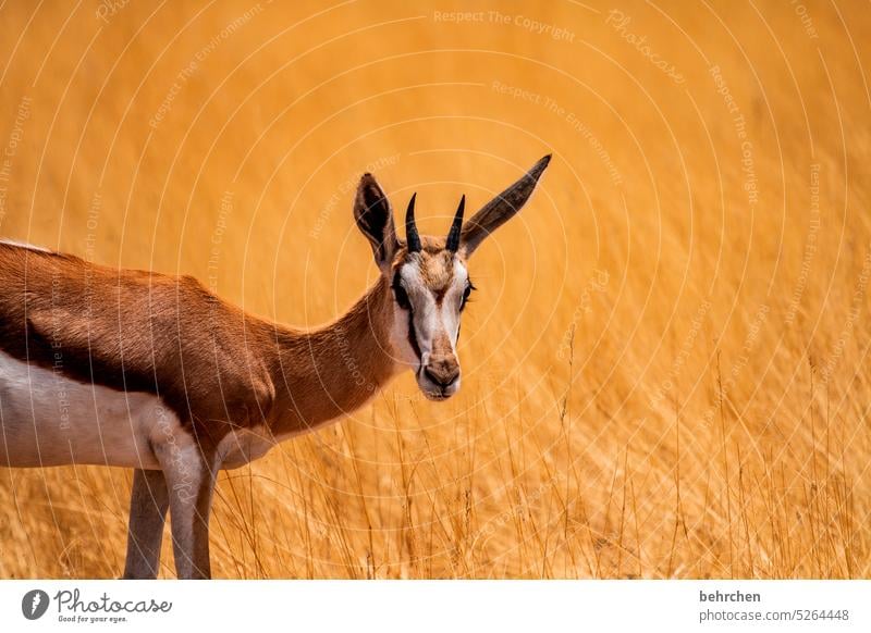 jump into the field Love of animals Animal protection aridity Savannah Grass Impressive especially Landscape Vacation & Travel Nature Freedom Adventure