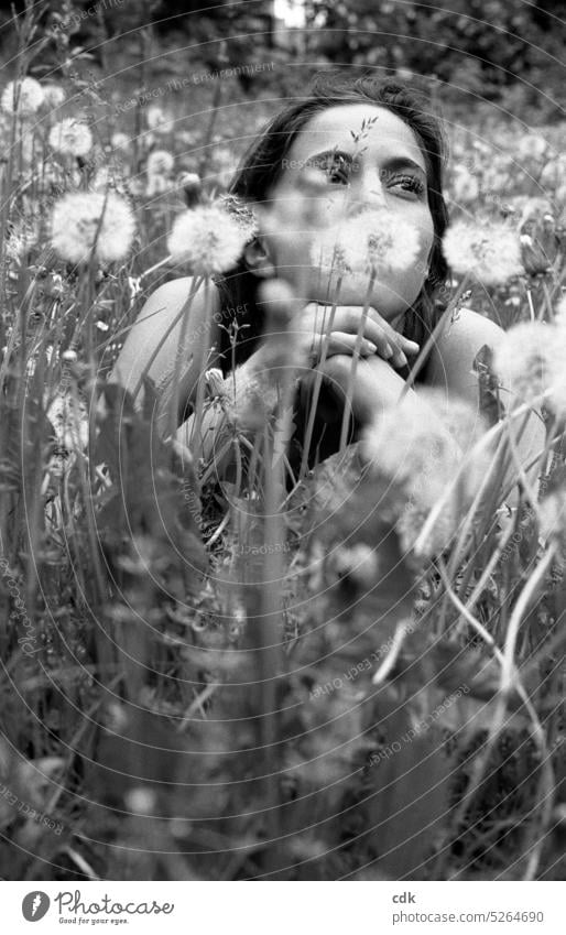 Lying in the meadow dreaming | Enjoying spring | Dandelions & dandelions. puff flowers Wild plant Spring Plant Nature Sámen Soft Easy White Faded Delicate