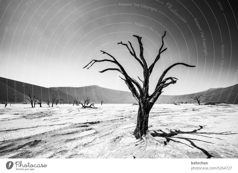 transience Tree dead tree Sossusvlei Exterior shot Sesriem travel Wanderlust Far-off places Namibia Africa Desert Sand Loneliness Nature Vacation & Travel