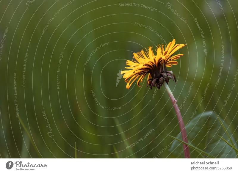 Dandelion flower Spring Flower Meadow Nature Yellow Blossom Plant Green Grass Environment Close-up Wild plant Garden