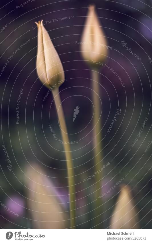 tulips Tulip Tulip blossom Flower Blossom Spring Blossoming Plant Spring fever flowers Nature Close-up Mother's Day Yellow