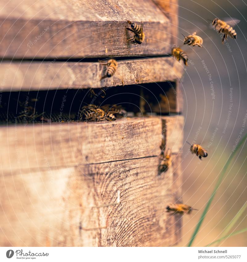 Honey bees on a hive Beehive Bee-keeper Insect beekeeping Nature naturally Colony Honeycomb Bee-keeping Healthy Food Diligent hardworking Frame Flying Foraging