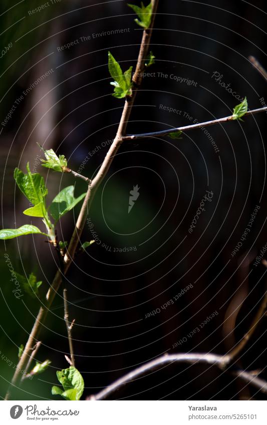 Photo of green branch in forest Leaf Abstract Botany foliage Life freshness Branch Colour Environment Bright Fresh Garden Plant Spring Summer Tree Sunlight