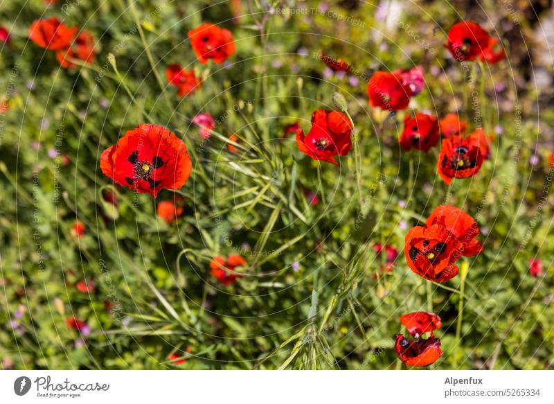 Semitic poppy (Papaver umbonatum) Poppy Poppy blossom Flower Plant Summer Nature Corn poppy Poppy field Blossom Exterior shot Colour photo red poppy Deserted