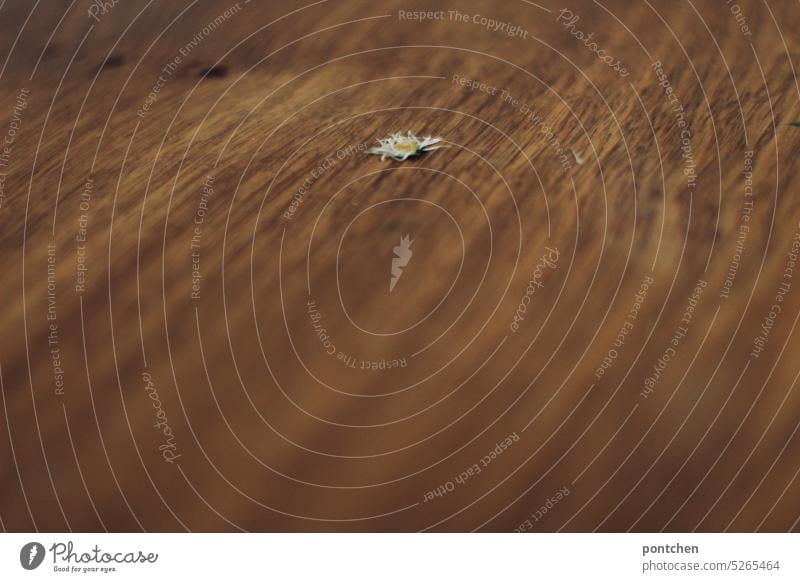 a dried daisy lies on a wooden table. transience Daisy Dried flower Wood Shriveled transient Wooden table Table Plant Transience Dry Limp Faded Close-up Decline