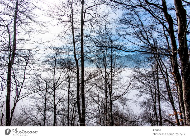 2023 02 18 Campogrosso trees and mountains snow panorama white outdoor landscape forest sky travel cold winter blue alpine alps nature vicenza snowy peak hiking