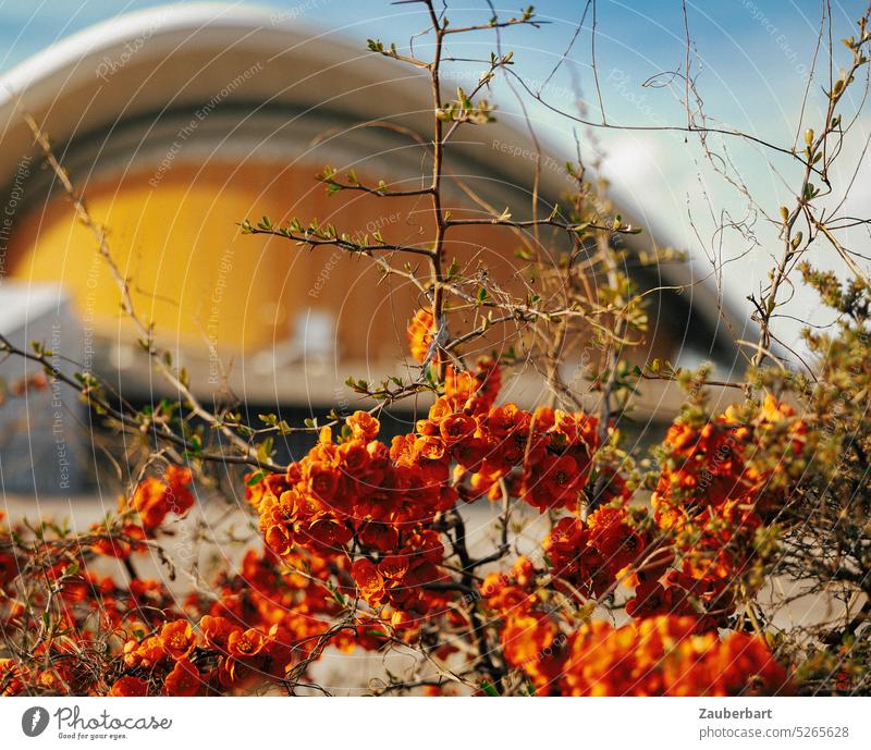 Congress hall in orange background, in front of it red flowers and branches congress hall house of cultures Red Orange twigs Spring Sun colored Architecture