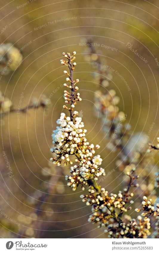 Sloe branch with many dew-wetted flower buds, just about to blossom, in the soft light of the morning sun Blackthorn sloe flowers Spring Nature Plant Close-up