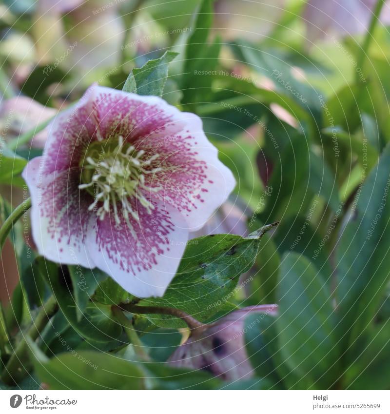 white pink daffodil rose blooms in the park bilges Spring Christ Rose oriental hellebore ranunculaceae Buttercup Flower Blossom blossom Leaf Ornamental plant