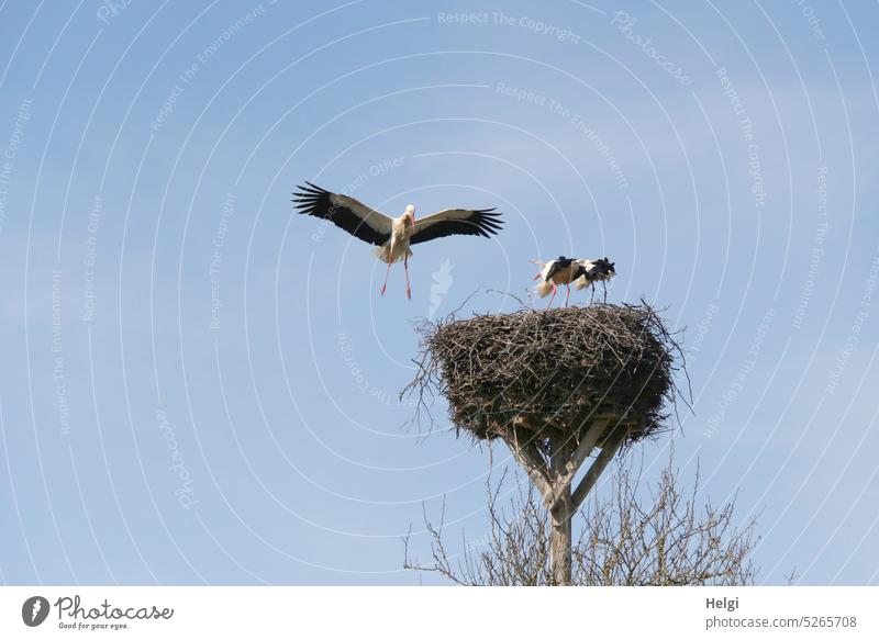 Attack - stork nest with two standing storks, a third one attacks them in flight Stork Stork pair Nest Eyrie Stork's Nest Attacker Spring Nest-building Mating