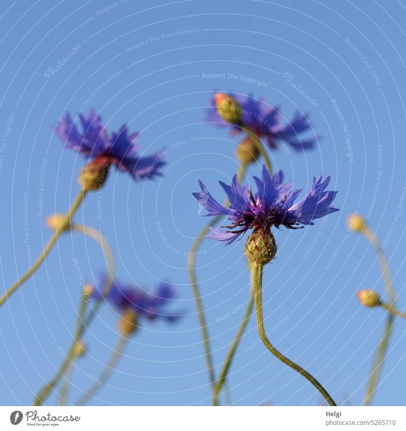 Cornflowers against blue sky Flower Blossom blossom Summer Sky Worm's-eye view Stalk bud Plant Exterior shot Close-up Deserted Colour photo Sunlight