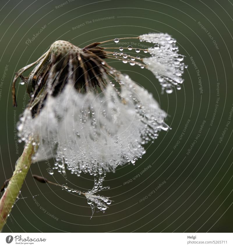 Macro shot of dandelion with dew drops Dandelion umbrella Sámen Drop Wet Morning in the morning Macro (Extreme close-up) Plant Nature Detail