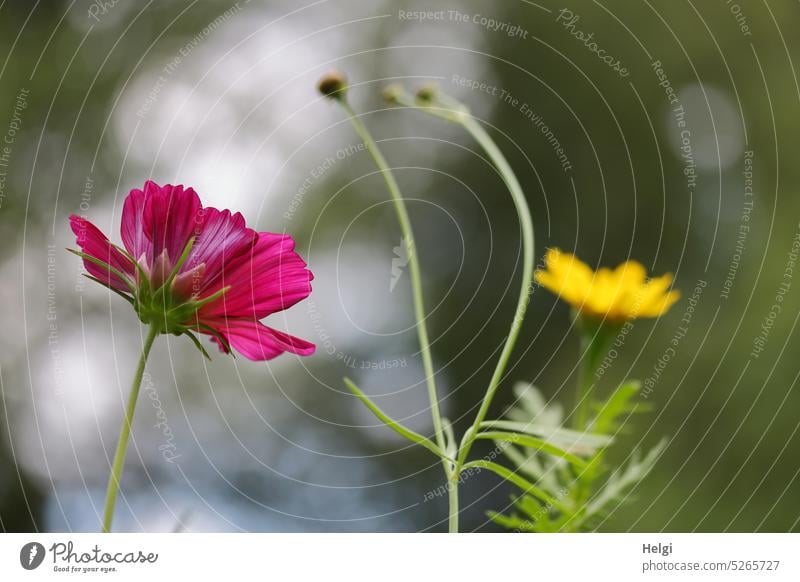 dark red cosmea and a blurred yellow flower backlit with bokeh Flower Blossom Cosmea Cosmos Summer summer flower Back-light Plant Nature blossom naturally