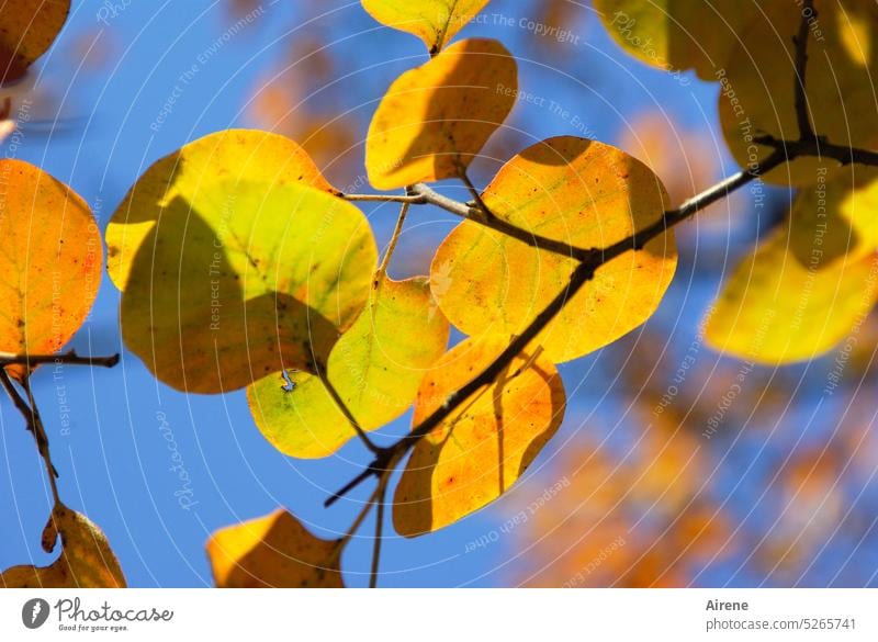 Chinese autumn leaves Autumn leaves Nature plants Cotinus coggygria wig bush shrub Tree Leaf Yellow Red Blue Blue sky Brilliant Colour vigorously