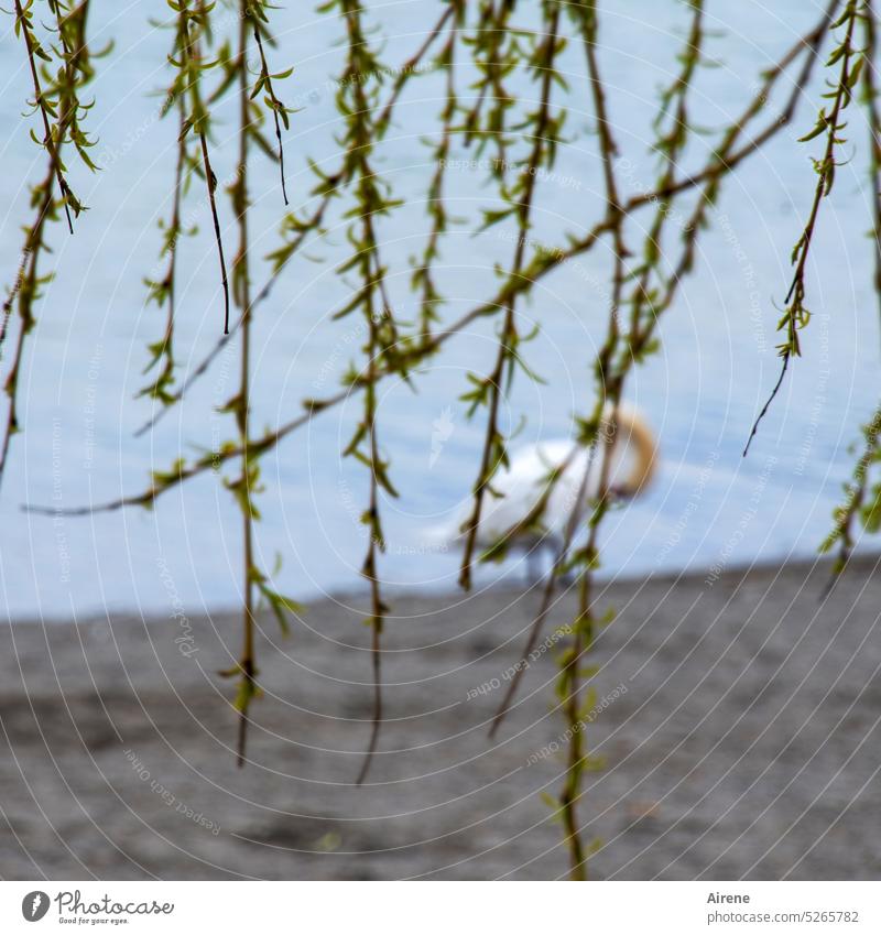 blurred swan Swan Lake White Water Free Loneliness Elegant Long-necked waterfowls Swimming birds Bird Swimming Bird Calm Serene Bad weather Weeping willow twigs