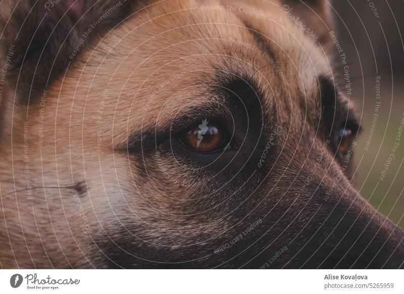 watch dog Eyes Brown eyes Dog dog face dog portrait close up dog Pet Animal Animal face Dog's snout Watchfulness see fur