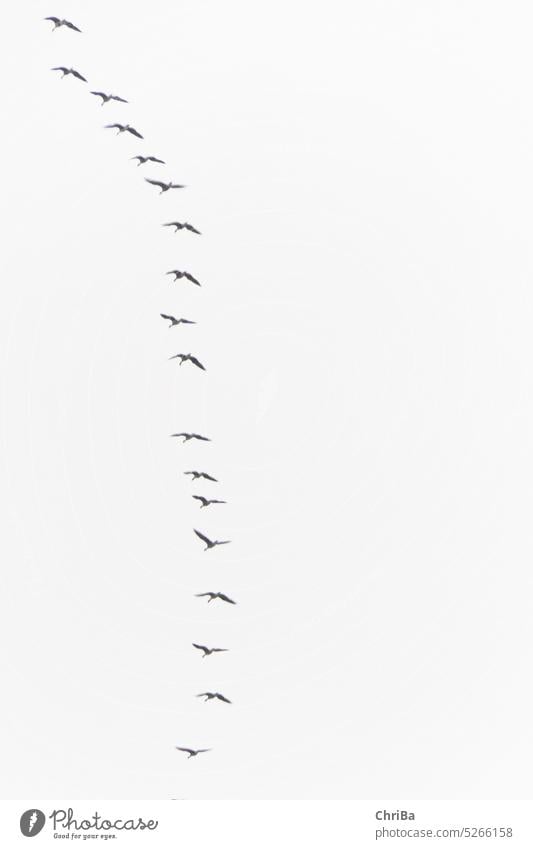 The wild geese return to the Lower Rhine 2 Flight of the birds Many bird walk Flying Flock Freedom Flock of birds bird migration Wild animal Group of animals