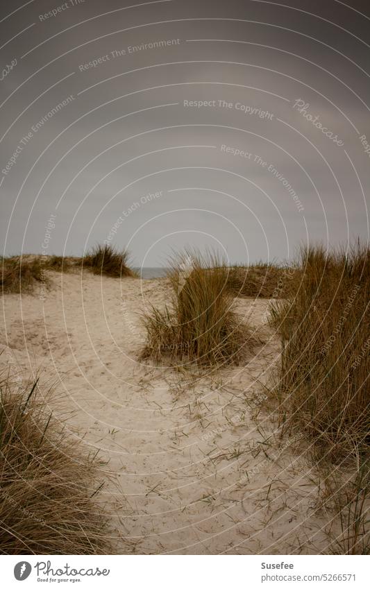 North Sea dunes under gray sky Beach Ocean coast Sand Vacation & Travel Nature Sky Marram grass Clouds Bad weather Dreary Gloomy