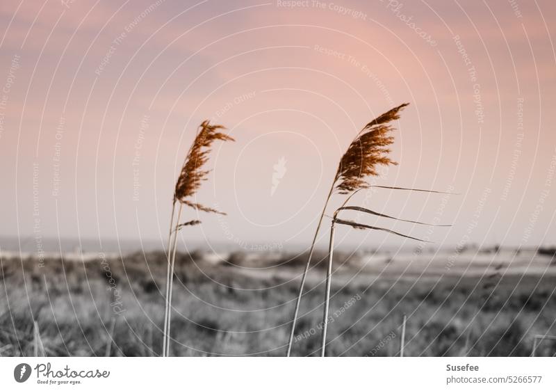 Grass in the wind on the coast Nature Sun Wind Ocean Beach Colour Black & white photo Beach dune