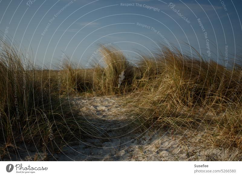 View through the dunes with blue sky Beach Sand Ocean coast duene Marram grass Grass Weather Sun Sky Landscape Nature Relaxation Vacation & Travel