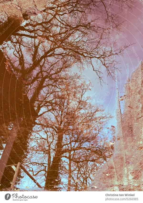 Trees reflected in a puddle puddle mirroring reflection Reflection bare trees surreal Water Puddle Winter Wet Autumn Sky after the rain illusive disheveling