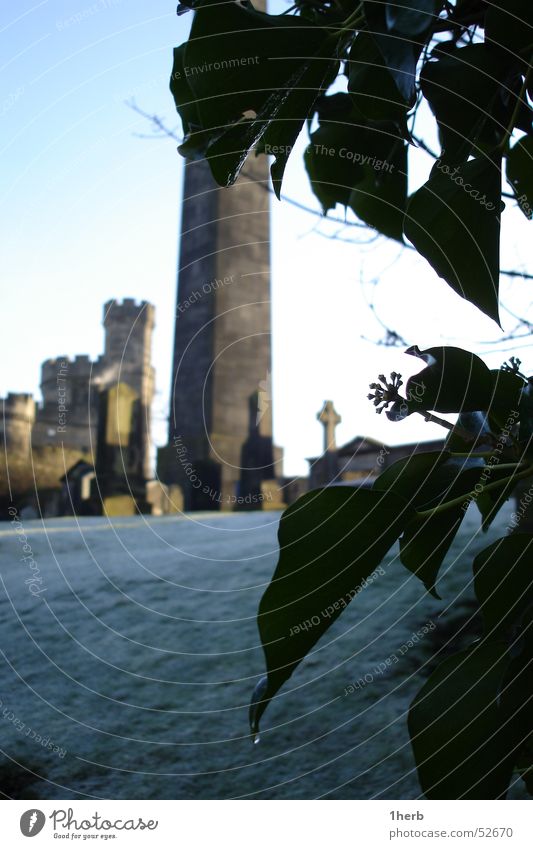 cemetery ivy Plant Dew outdoor yard winter edinburgh