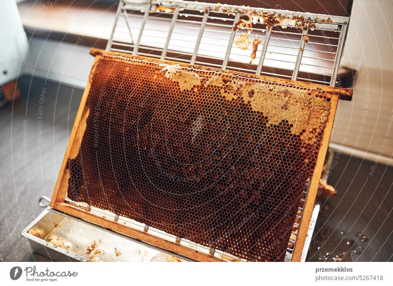 Honey production. Working in apiary. Honeycomb from hive. Harvest time in apiary. Beekeeping as hobby. Agriculture production honey bee honeybee honeycomb