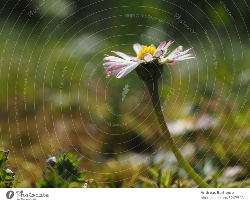 A daisy (Bellis perennis) in a wild meadow on a sunny spring morning Daisy in the morning Meadow Lawn Copy Space Spring Plant Flower Nectar bee-friendly Nature