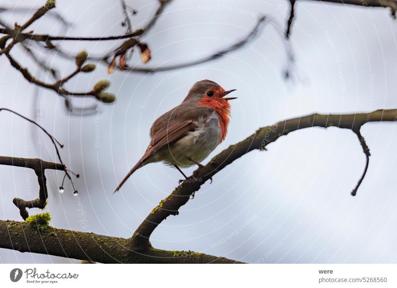 A robin sits on the branches of a tree on a rainy day and sings Bird of the Year 2021 Erithacus rubecula European robin Robin Songbird Thor animal christmas