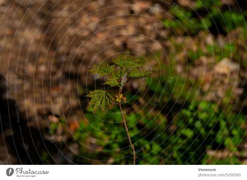 Young small single maple tree in spring in the forest with the first leaves of the year,selective sharpness, shallow depth of field, blurred bokeh young trees