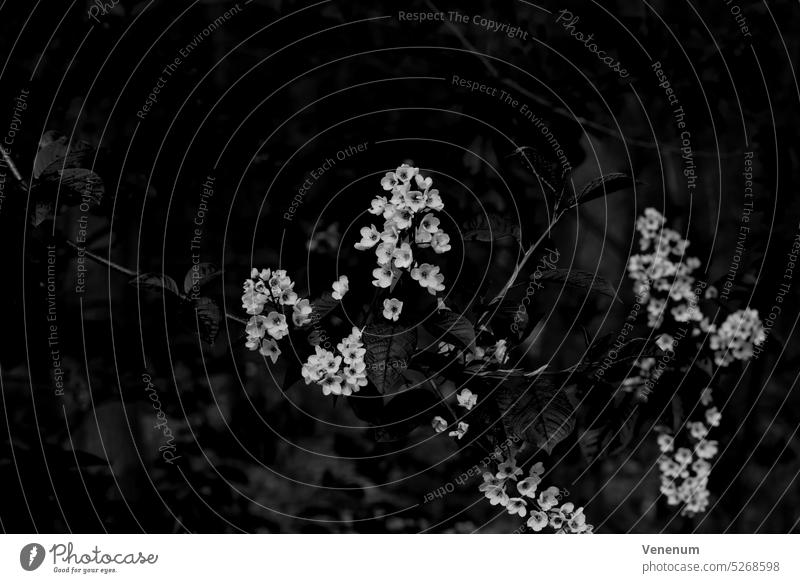 Blooming young tree in spring in the forest with beautiful open white flowers,black and white trees forests leaf leaves Branch Branches nature Germany