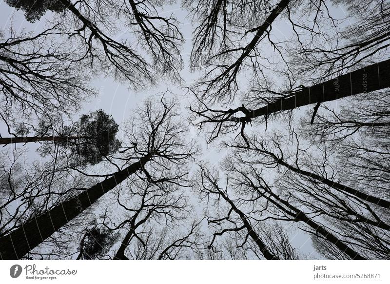 vista of heaven Sky trees branches Gray Fear Future Climate change Environment Forest Alarming Nature Tree Tree trunk Wood Forestry Forest death Logging Timber