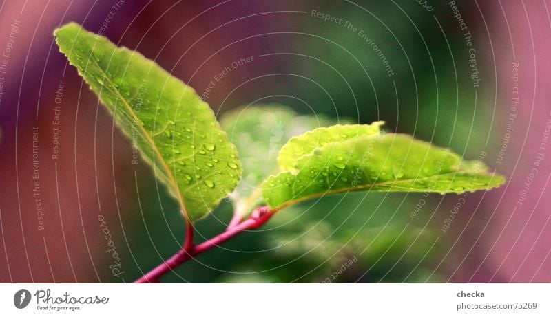 Fresh Leaf Green Plant Drops of water