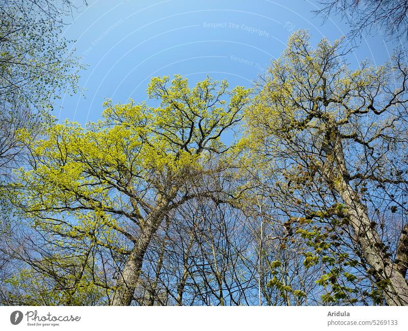 Various trees in may Spring Green leaves fresh green May young leaves Tree Blue Blue sky Twigs and branches Beautiful weather Sun Sunlight sunshine sunny