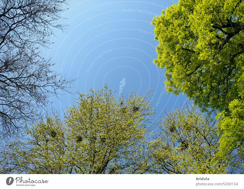 Various trees in May with crows nests No. 1 Spring Green leaves fresh green young leaves Nest crow's nest Crow birds incubate Tree Raven birds raven Blue