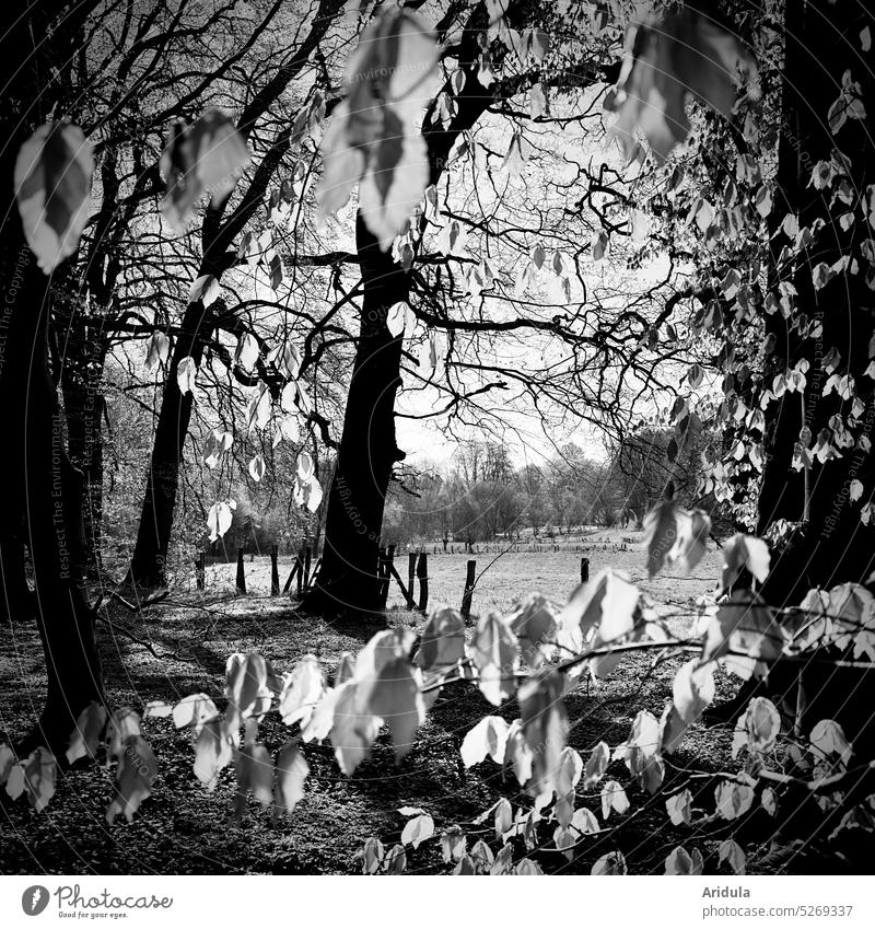 Beech leaves in sunlight b/w No. 1 Beech tree trees Sun Light Sunlight Nature Forest Tree Tree trunk Spring Landscape Exterior shot Trees strike out fresh green