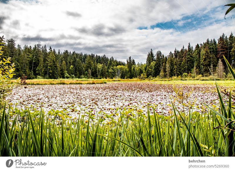 The lake rests still leaves Park North America Leaf Green Aquatic plant Water Plant flowers Nature Water lily Lake Stanley Park Canada Vancouver