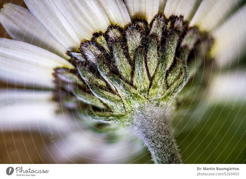 Moroccan daisy from the Atlas Mountains, Leucanthemum hosmariense, inflorescence from the back side blossom From the back pilous enduring frost-hardy composite