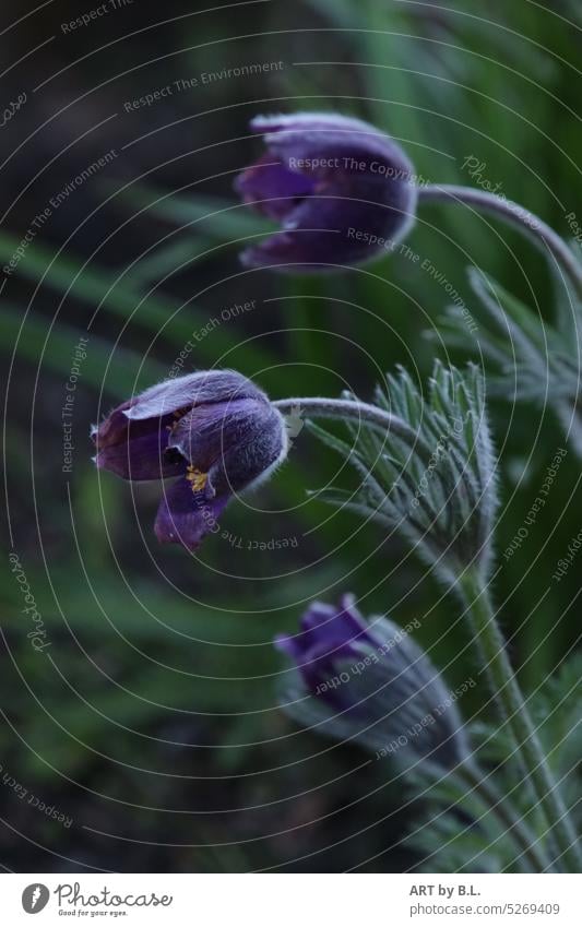 Pasque flower or cow pasque flower Garden Anemone Kitchen Clamp Flower flowery floral blossom come into bloom Nature left inclined light seeking three