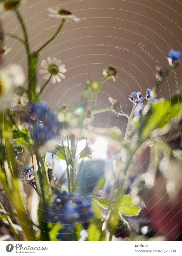 Spring flowers on the dining table Blossom Ostrich Bouquet Decoration Flower Blossoming little flowers Forget-me-not lean rocks Window Back-light Interior shot