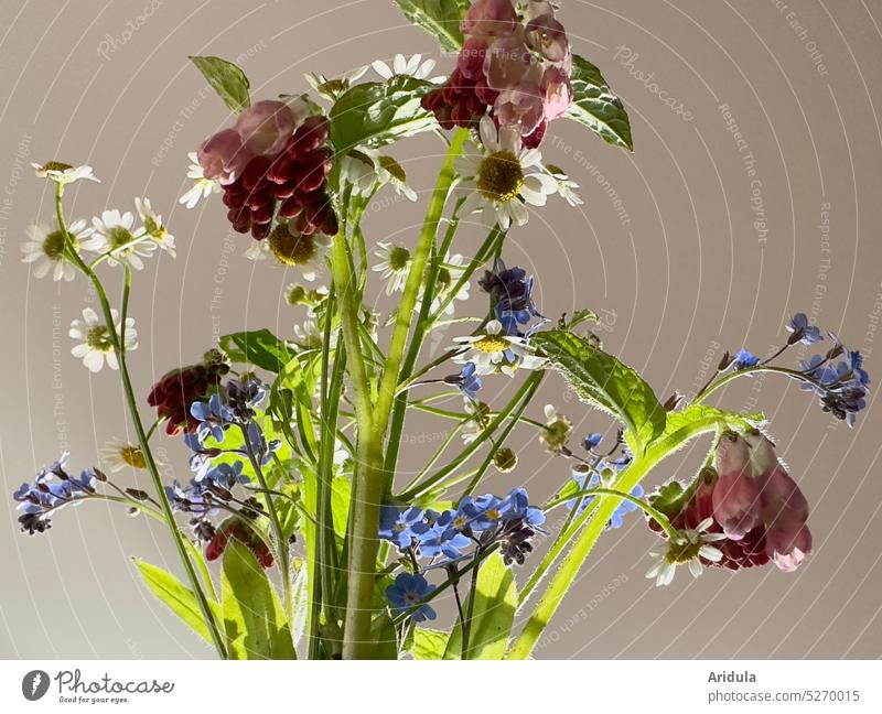 spring flowers Spring Blossom Ostrich Bouquet Decoration Flower Blossoming little flowers Forget-me-not lean rocks Interior shot Flower meadow Pick Light Sun