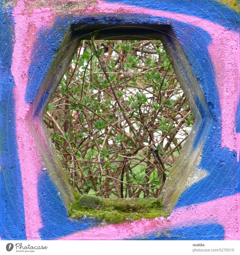 A colorful setting for the delicate spring awakening Spring shrub Shop window Wall (barrier) Garden Garden plot Nature Window Hollow Season Old Concrete Park