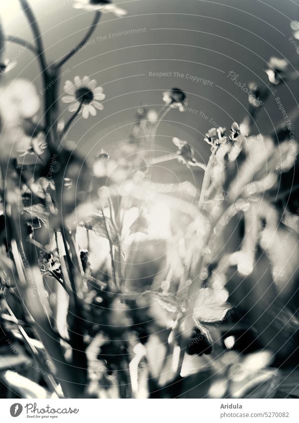 Spring flowers on dining table in b&w Blossom Ostrich Bouquet Decoration Flower Blossoming little flowers Forget-me-not lean rocks Window Back-light