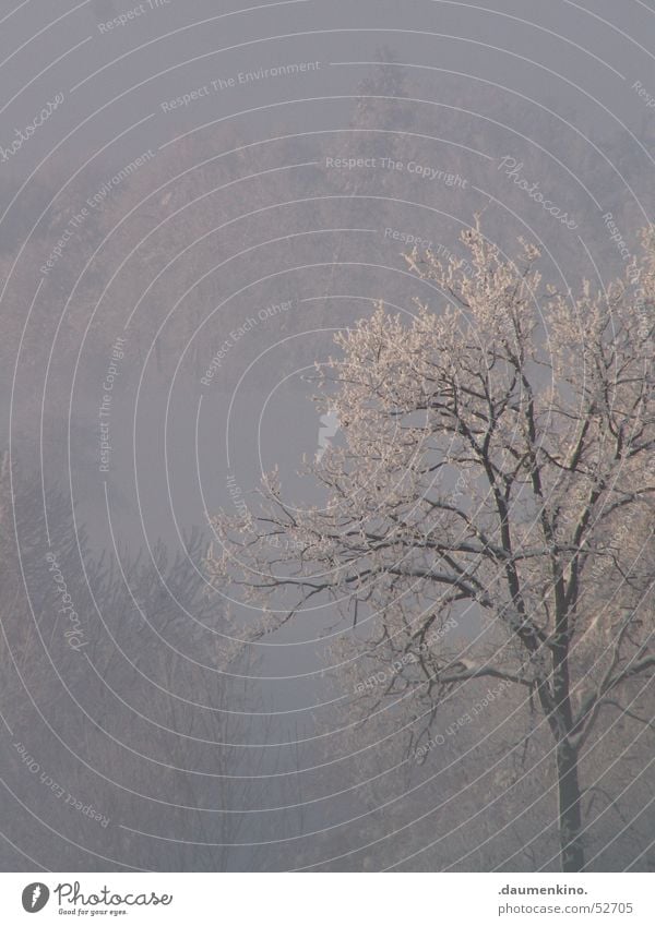 fog Fog Tree Forest Cold Winter Human being White Dark Black Brown Seasons Light Sky Panorama (View) Branch Snow Sun Old Fantasy literature Bright Blue