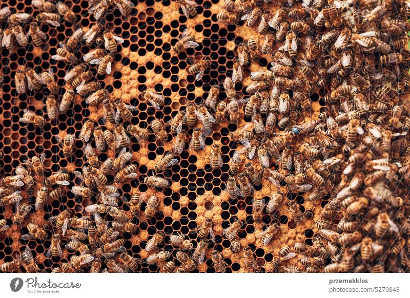 Beekeeper working in apiary. Drawing out the honeycomb from the hive with bees on honeycomb. Harvest time in apiary colony honeybee beekeeper apiculture