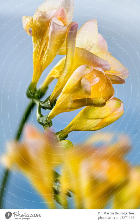 Strongly fragrant inflorescence of Freesia refracta, Iridaceae Blossom blossoms zygomorphic Fragrance from South Africa Geophyte Tuberous plant frost-sensitive