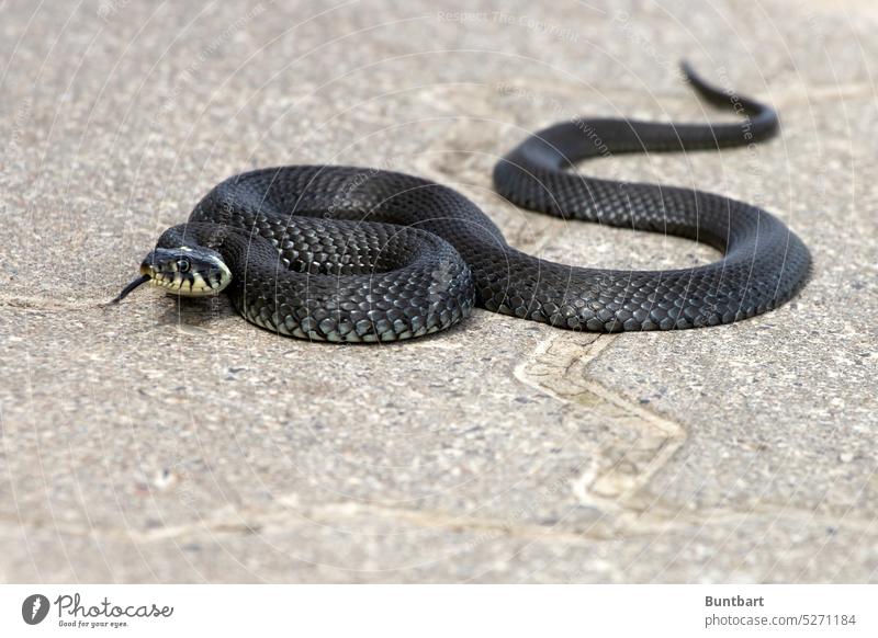 RINGEL snake Ring-snake Snake Animal Reptiles Animal portrait Wild animal Colour photo Nature Close-up Flake Exotic Threat Observe Viper