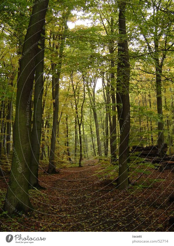 into the forest Forest Tree Autumn Footpath Leaf Clearing Lanes & trails