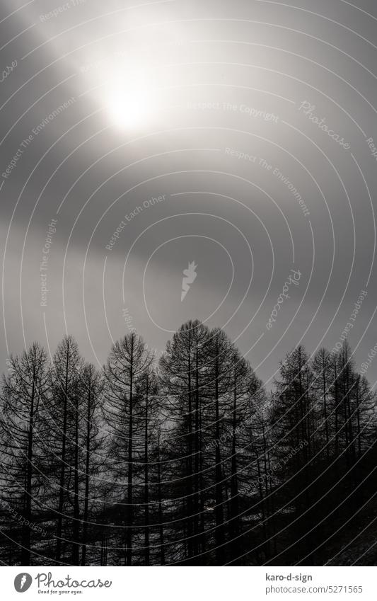 Fog over the forest Sun trees Landscape cloud Nature Moody Exterior shot Shroud of fog mountains Sky