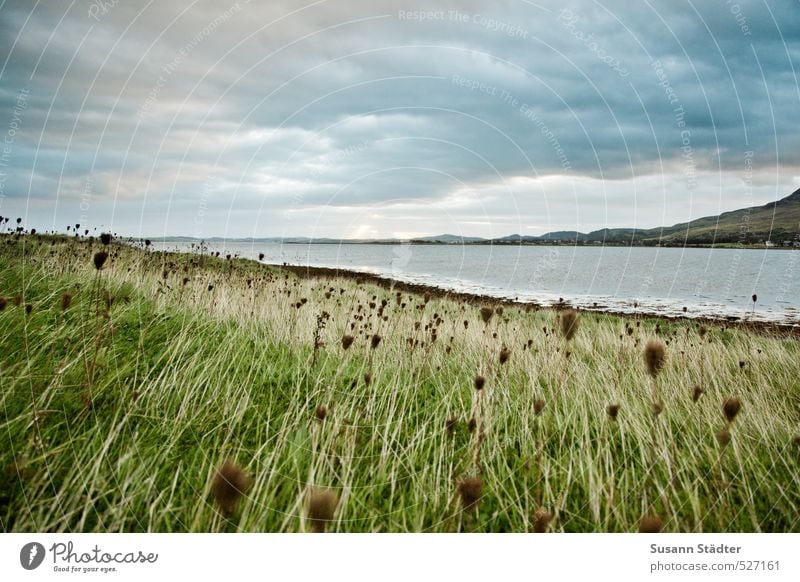 Ireland | Croagh Patrick Landscape Bushes Blossom Foliage plant Meadow Field Coast Lakeside Far-off places Infinity Wind Clouds Colour photo Exterior shot